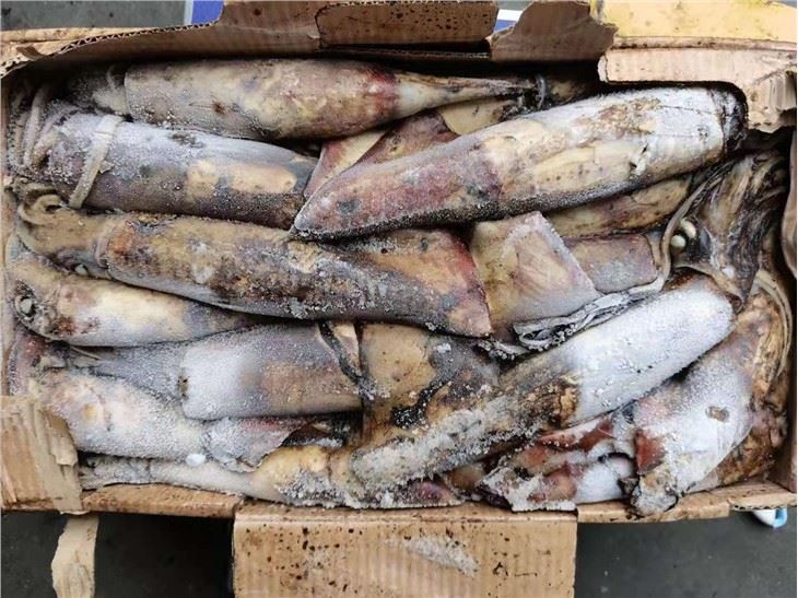 Frozen Indian Ocean Squid 300/500