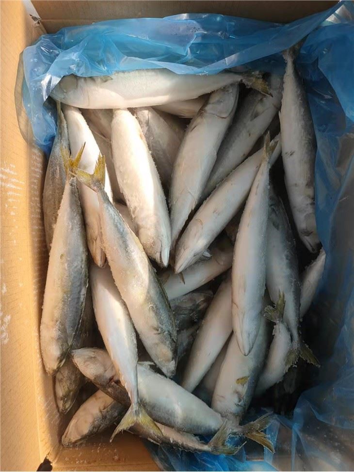 Frozen SABA Fish