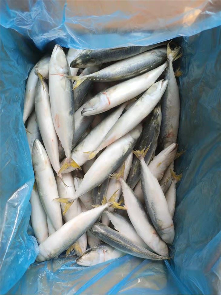 Frozen SABA Fish