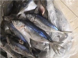 Замразена риба с голямо око