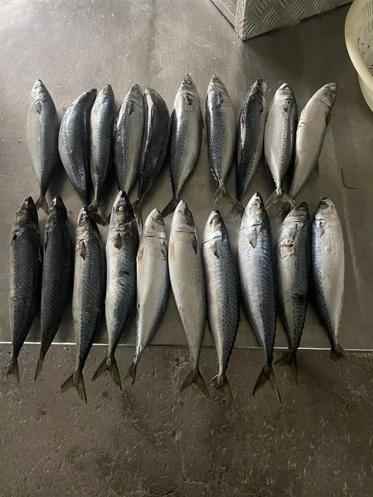 Frozen Pacific Mackerel Thomson