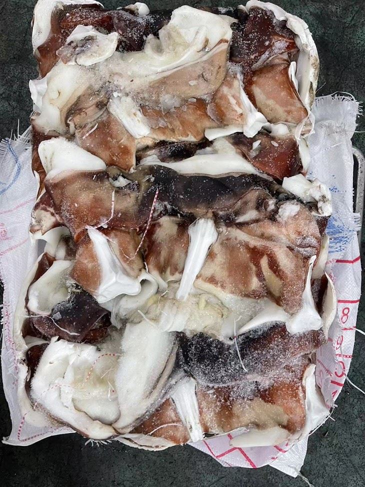 BQF Indian Ocean Squid For Frozen Squid Neck