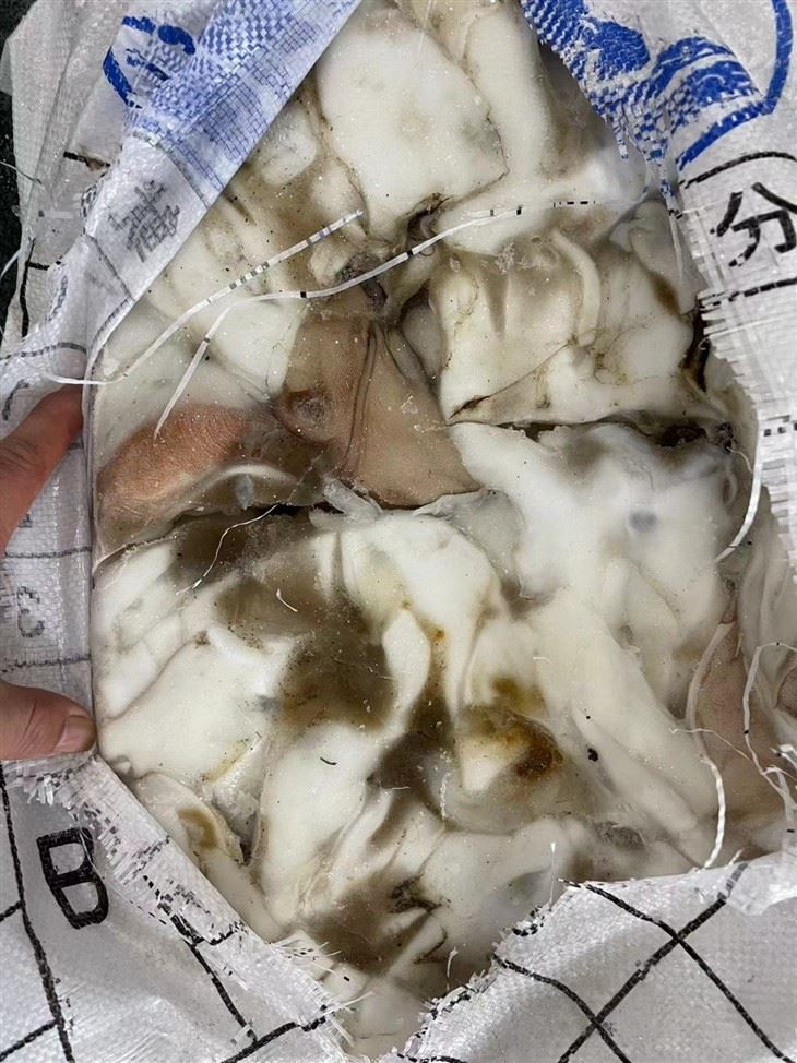 BQF Indian Ocean Squid For Frozen Squid Neck