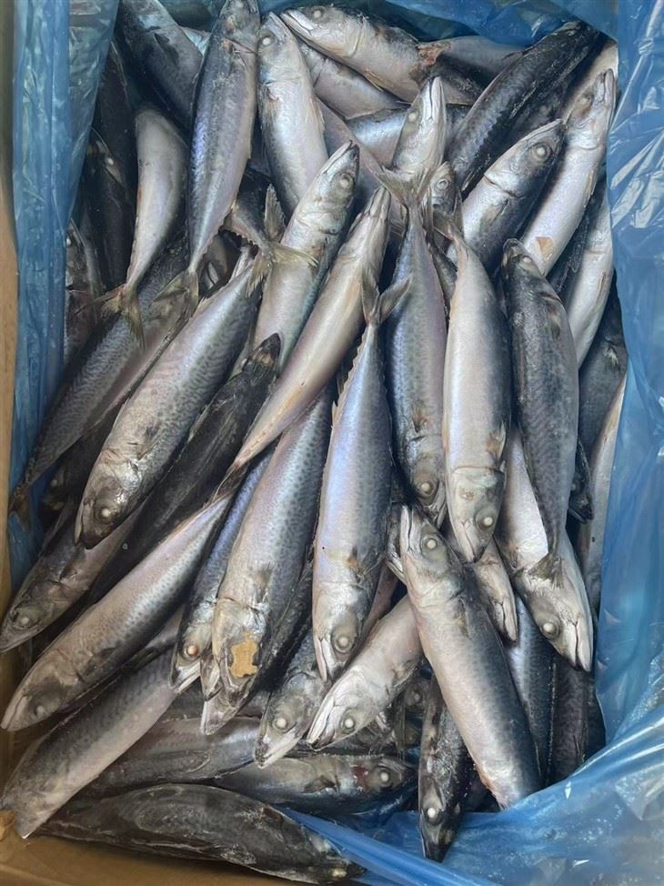 BQF Whole Round Frozen Pacific Mackerel Fish