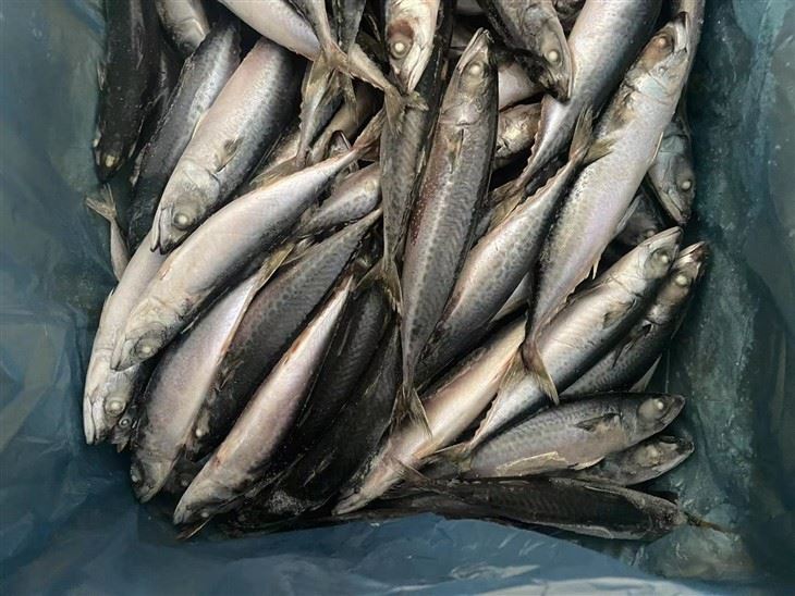 BQF Whole Round Frozen Pacific Mackerel Fish