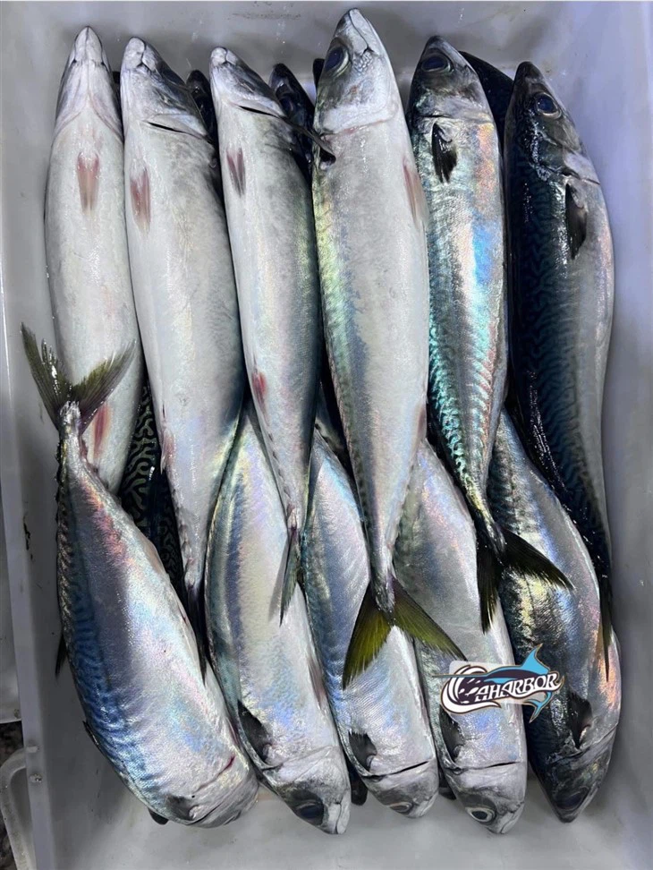 Frozen Pacific Mackerel Good For Our Healthy