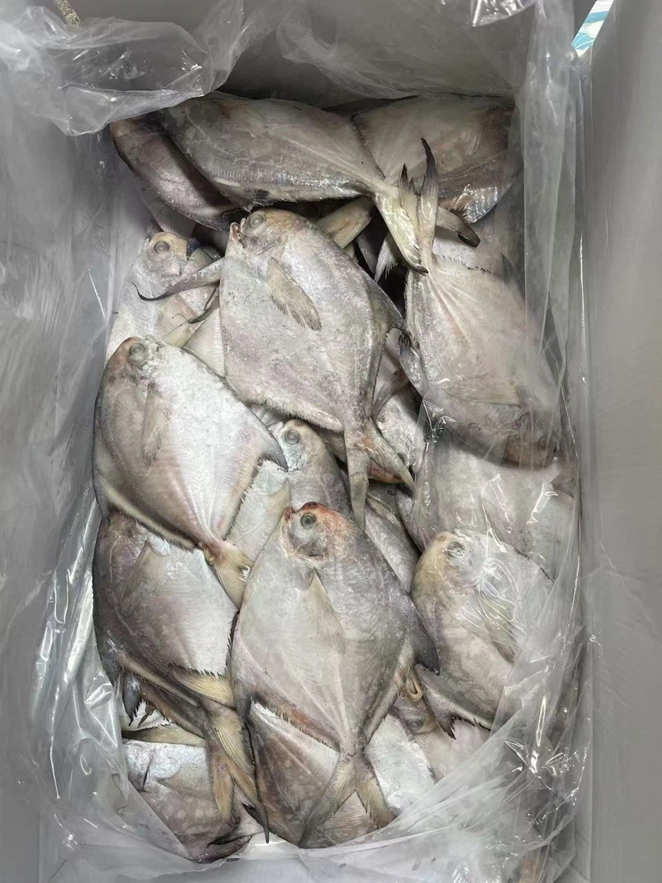 Frozen Sliver Pompano